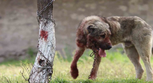 Sokak köpeği dehşet saçtı: Önce çocuğu ısırdı, sonra bir başka köpeği boğdu