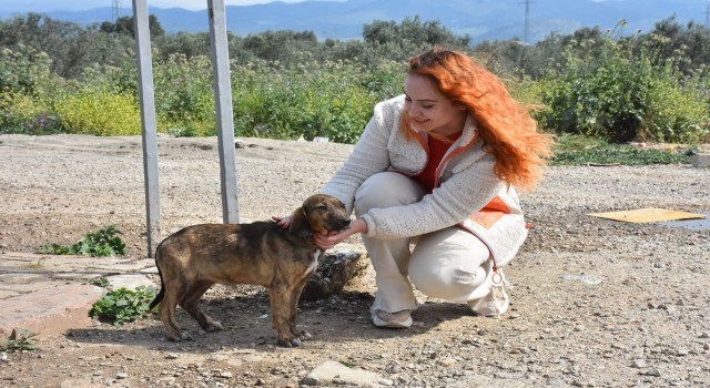 Sokaktaki canlar Edremit Belediyesine emanet