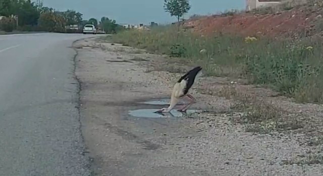 Sürüsünden kopan leylek yol kenarındaki su birikintisinden susuzluğunu giderdi