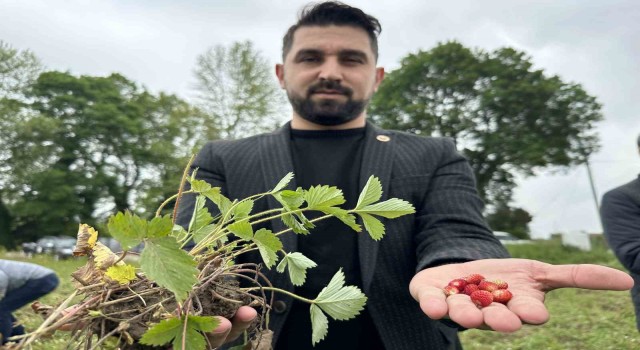 Tadı da farklı aroması da: Dağ çileğine yoğun ilgi