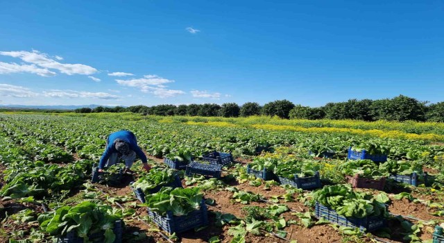 Tarımda üretici enflasyonu nisanda yüzde 71,52ye geriledi