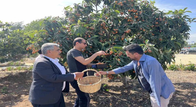 Tarsusta 2 ton yenidünya meyvesi hasadı gerçekleştirildi