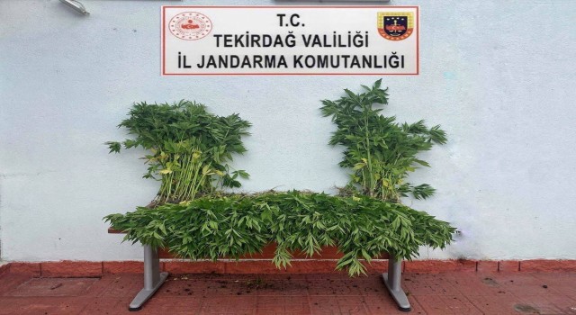 Tekirdağda kenevir operasyonu: 2 gözaltı
