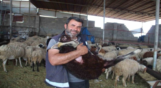 Telef olan hayvanlarının yerine yenisi verilen depremzede: Gel koyununu al dediler, şok yaşadım