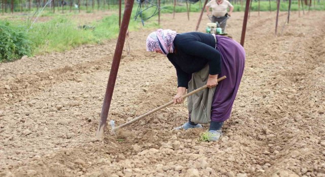 Tescilli Pazaryeri boncuk fasulyesi tohumları toprakla buluşmaya başladı