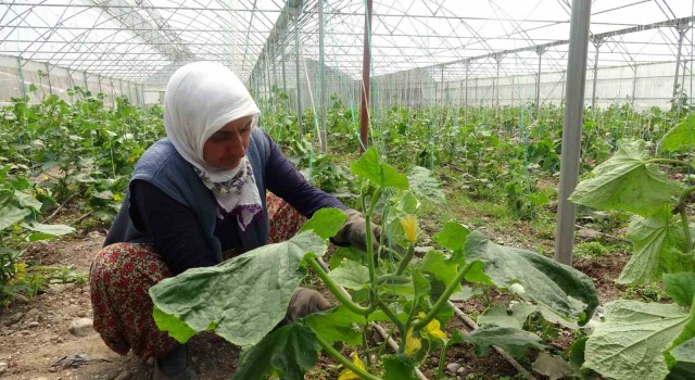 Tokatta seralarda salatalık hasadı başladı