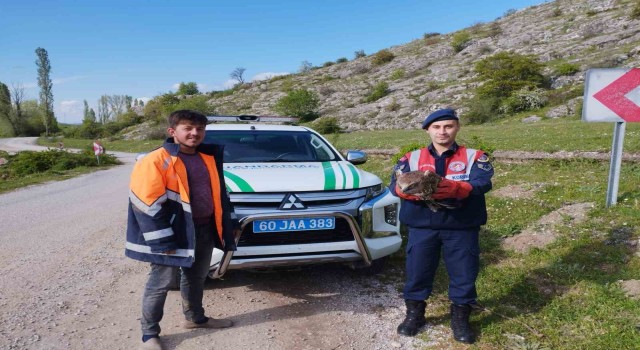 Tokatta yaralı bulunan kartal tedavi altına alındı