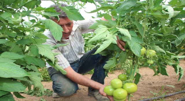 Türkiye'nin domates ihtiyacının yüzde 30'u bu bölgeden sağlanacak