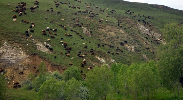 Türkiyenin en büyük çayır ve mera alanları Erzurumda
