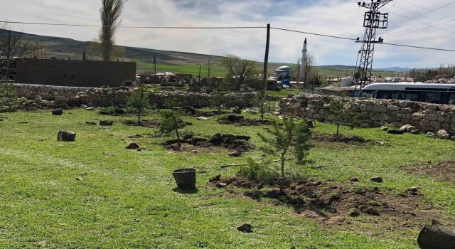 Ulaşa 8 bin çam fidanı dikildi