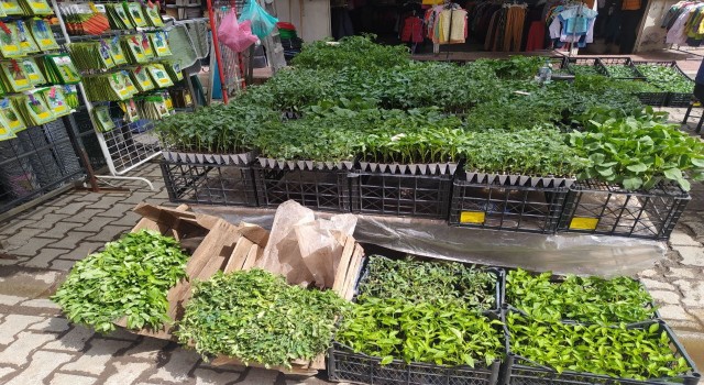 Vanda fide ve tohum satışları başladı