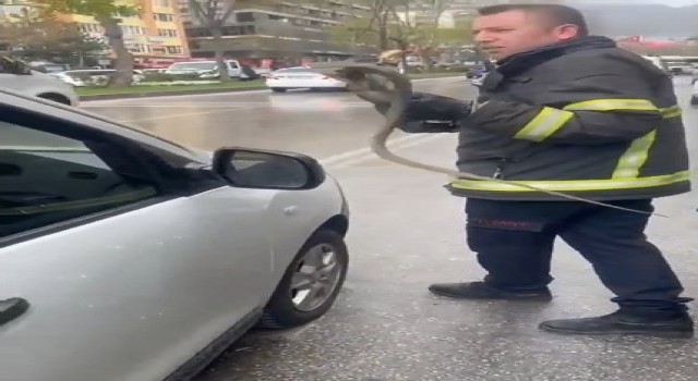 Yalovadan getirdiği saksı çiçeklerinin arasından yılan çıktı