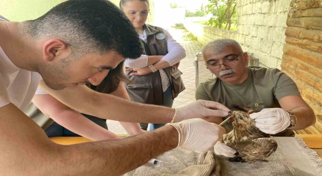 Yaralı bulunan şahin tedavi altına alındı