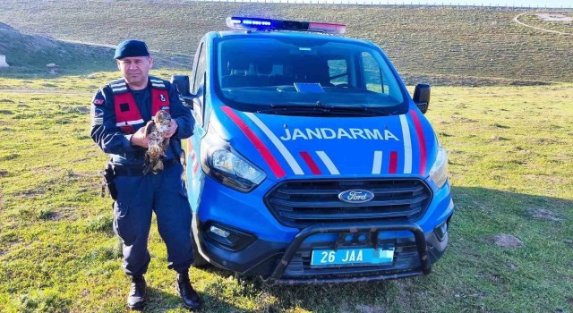 Yaralı halde bulunan ‘Şahin jandarma ekiplerince tedavi ettirildi