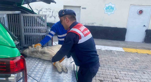 Yaralı köpeğe jandarma yetişti