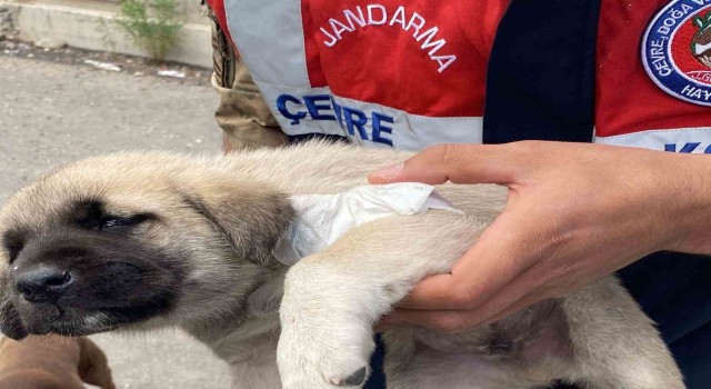 Yaralı yavru köpeğe hayvanları koruma timi müdahale etti