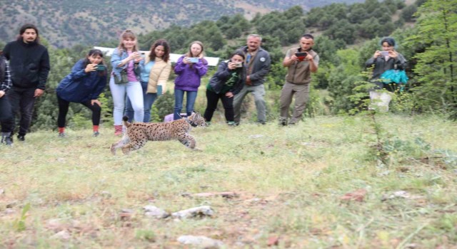 Yavru vaşak artık özgür
