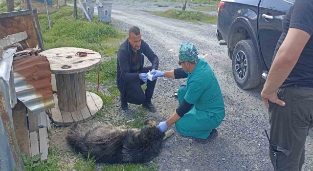 Yılanların ısırdığı köpeklere belediye sahip çıktı