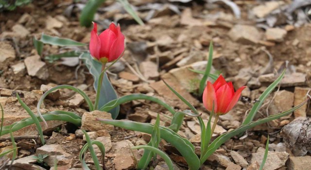 Yılda 15 gün görülen “dağ lalesi” görenleri hayran bırakıyor