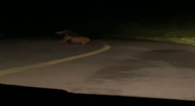 Yola inen yavru ayı cep telefonu ile görüntülendi