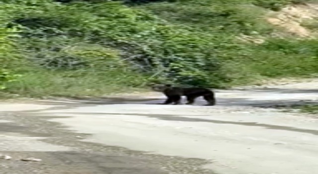 Yolda karşısına çıkan yavru ayıyı cep telefonuyla görüntüledi