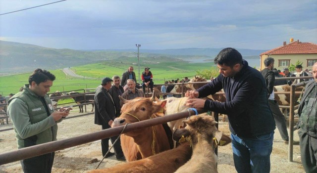 Yozgatta canlı hayvan pazarlarında şap hastalığına karşı sıkı tedbirler sürüyor