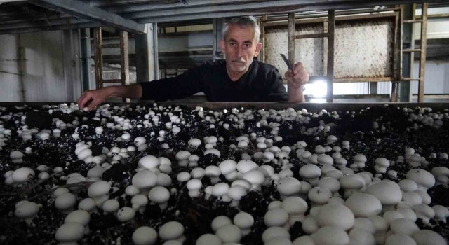 Yozgatta üretilen mantar, Karadeniz ve Doğu Anadolu Bölgesinin ihtiyacını karşılıyor