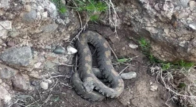 Yüksekovada engerek yılanı görüntülendi