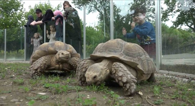 Zooparktaki kaplumbağalara Dünya Kaplumbağa Gününde ziyafet