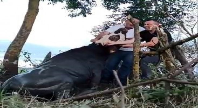 1 gün boyunca kuyuda mahsur kalan ineği kurtardılar