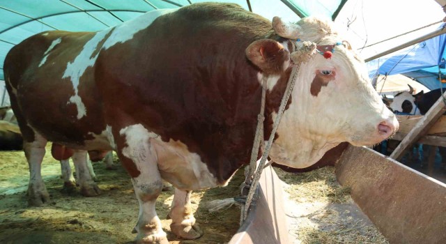 1 ton 650 kilogramlık Vartolu isimli dana araba fiyatına satıldı