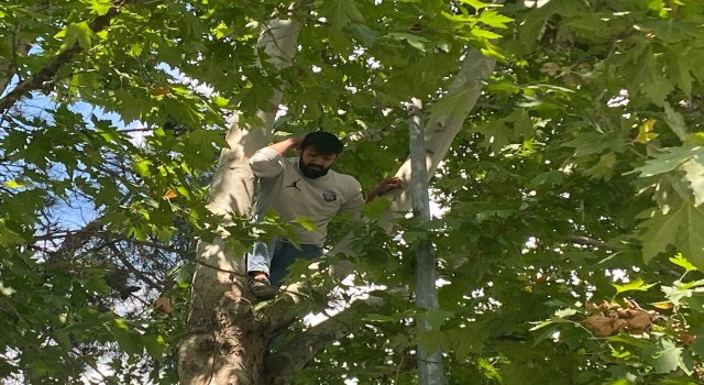 Ağaca çıkan şahıs kelepçelenip hastaneye gitmek istedi