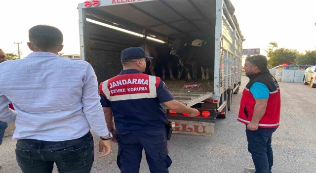 Aksarayda sivil jandarmalar kurban teyakkuzunda