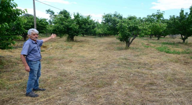Antalyada aşırı yağmur kirazı dalında bıraktı