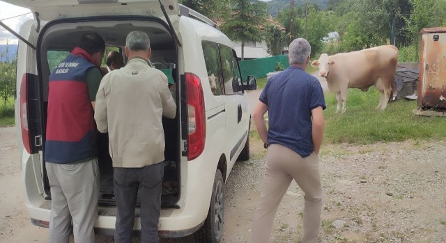 Bartında şap hastalığı sebebiyle 3 kilometrelik koruma bölgesi oluşturuldu