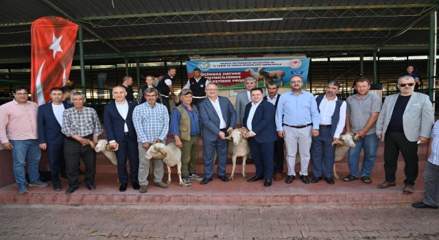 Başkan Ergün damızlık koçları hayvan yetiştiricilerine teslim etti