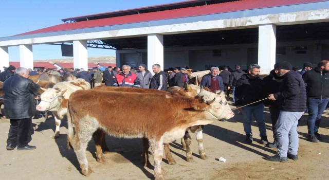 Bayburtta Kurban Bayramı heyecanı