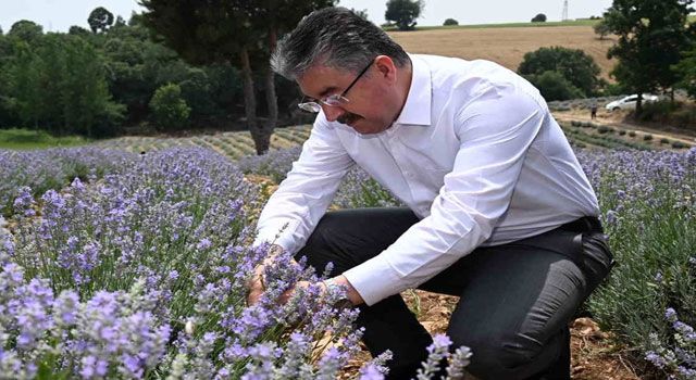 Bekereci köyünde lavanta hasadı başladı