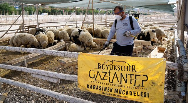 Belediye, Kurban Bayramı öncesinde ilaçlama çalışmaları yapıyor
