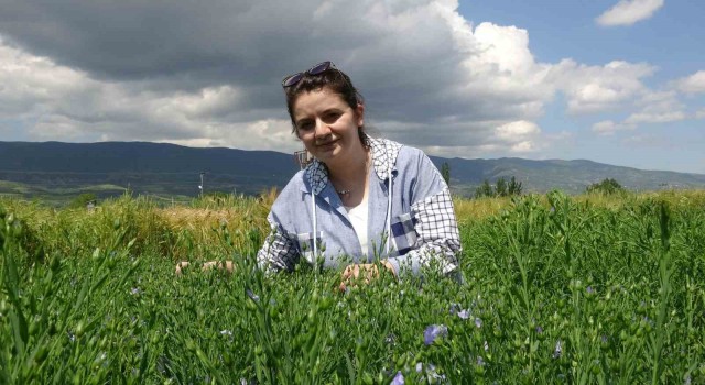 Bilim insanları Tokat için karabuğdayı araştırıyor