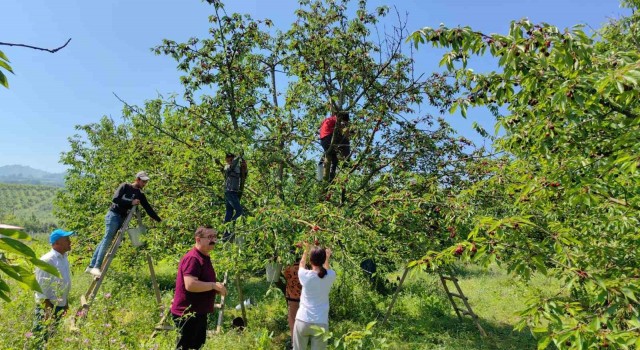 Bursadan Avrupaya kiraz ihracatı