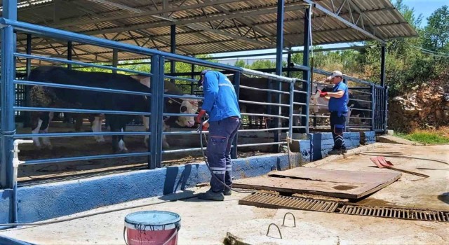 Büyükşehir Mezbahaları ile Kurban Bayramına hazır