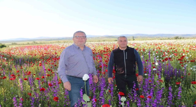 Çiçek açan haşhaş tarlaları eşsiz bir manzara oluşturdu