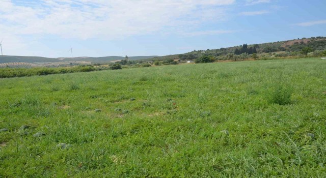 Didimde erkenci karpuz hasadı yapıldı