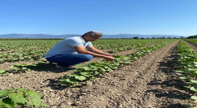 Didimde pamuklar kontrol altında