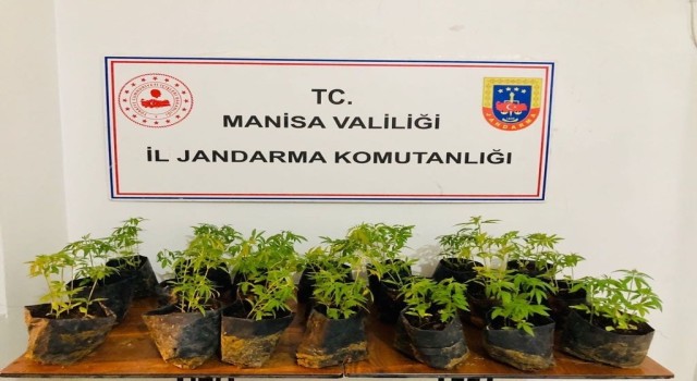 Dikime hazır fide halinde 733 kök kenevir ele geçirildi