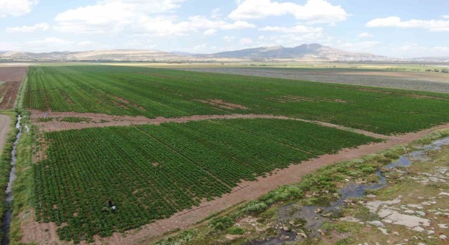 Diyarbakırlı çiftçi, kurbanlık götürdüğü Adanadan patates işiyle döndü