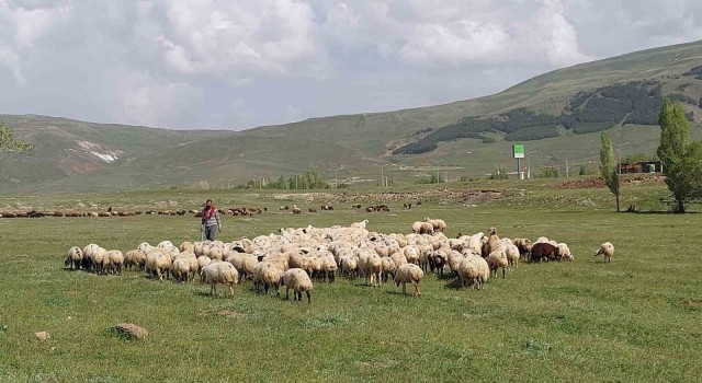 Doğu Anadolu Canlı Hayvan Pazarında hareketlilik başladı