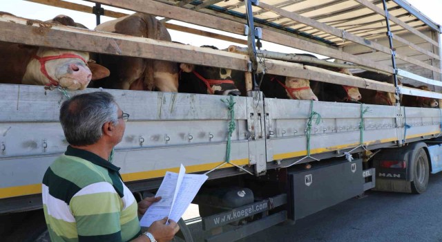 Doğuda kurbanlık sevkiyatına sıkı denetim