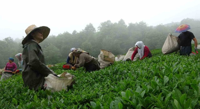 Dünyanın en kaliteli fındığının üretildiği Giresunda kemençe eşliğinde çay hasat şenliği yapıldı